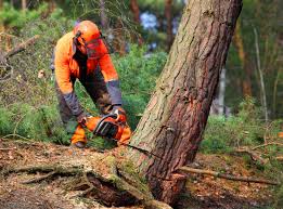 Best Tree Removal  in Belvidere, IL